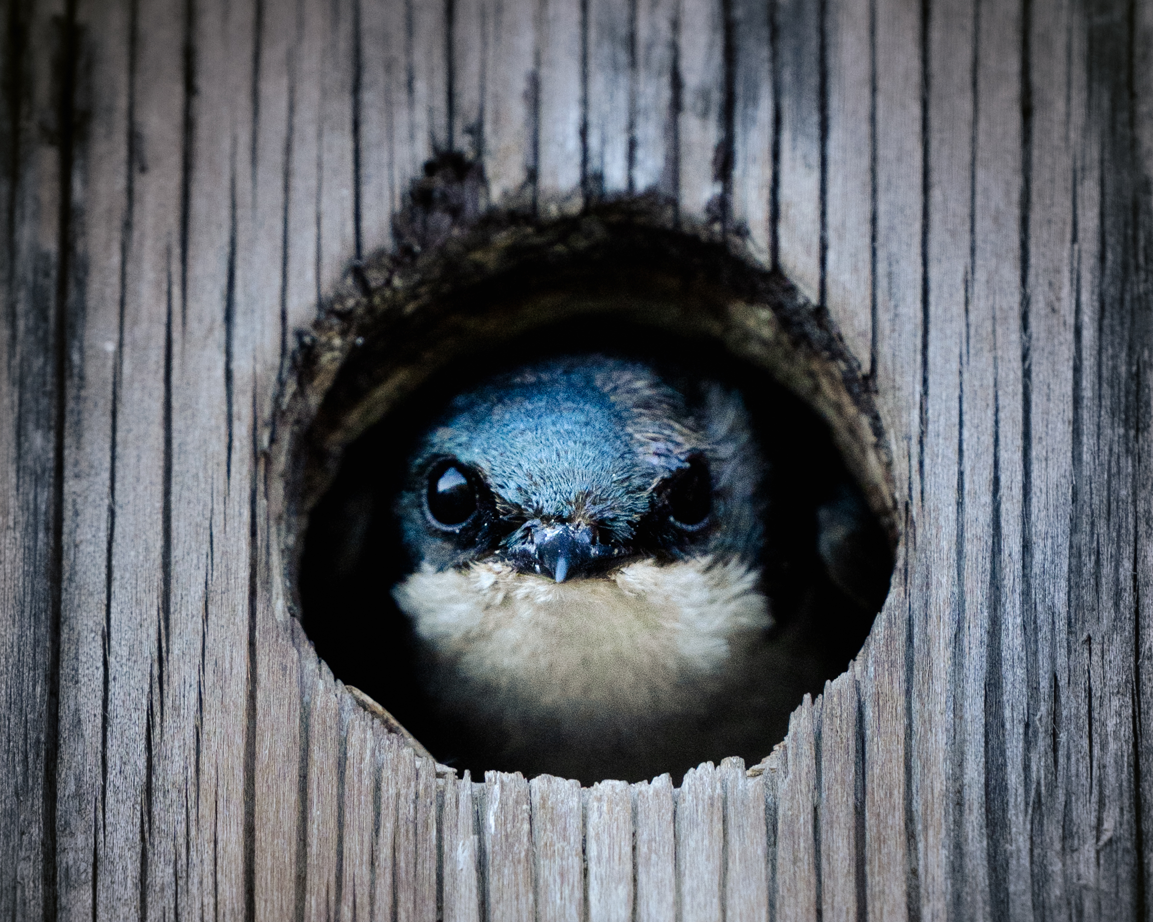 bird looking out of the hole of a bird house