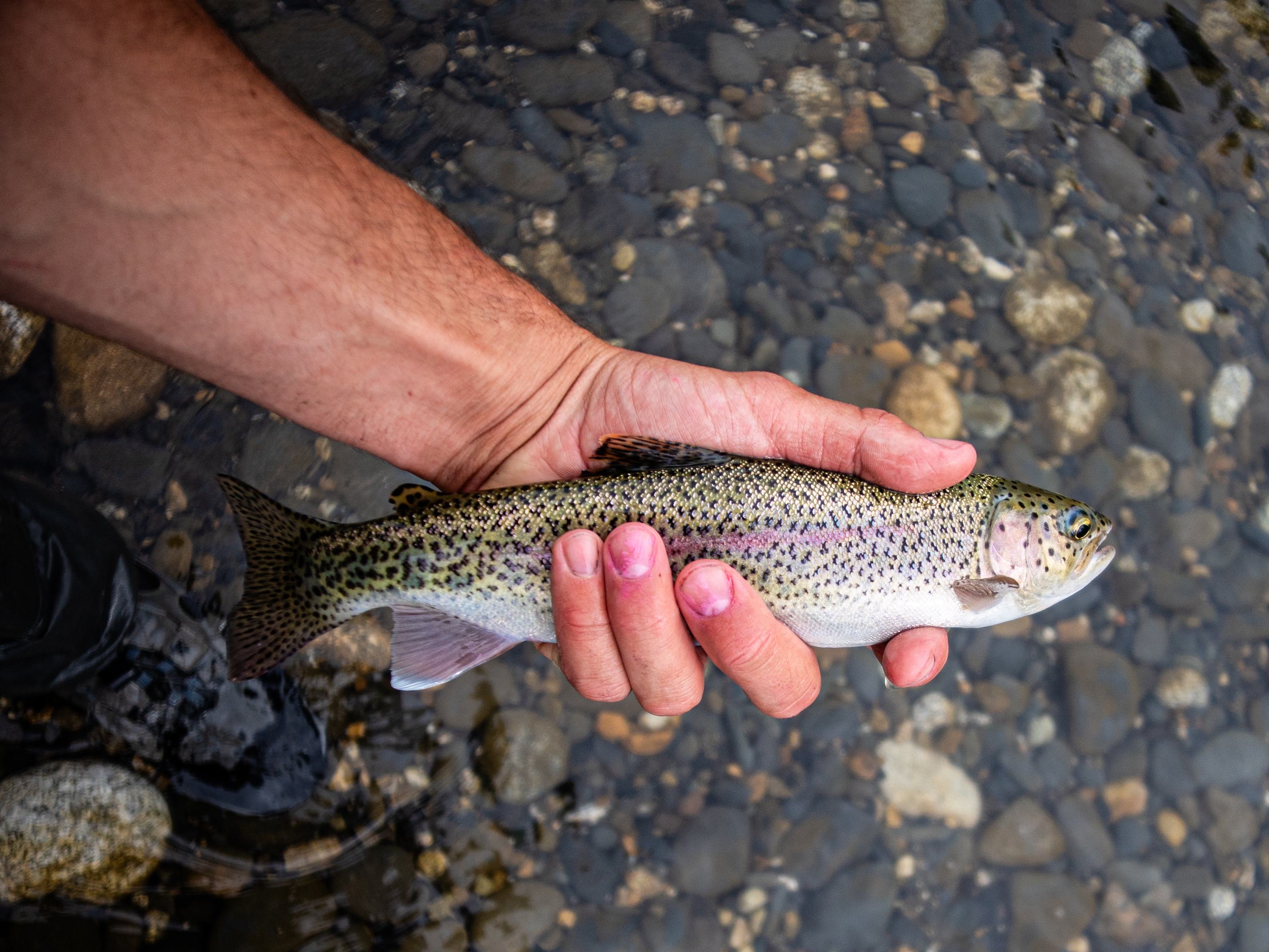 fish in hand