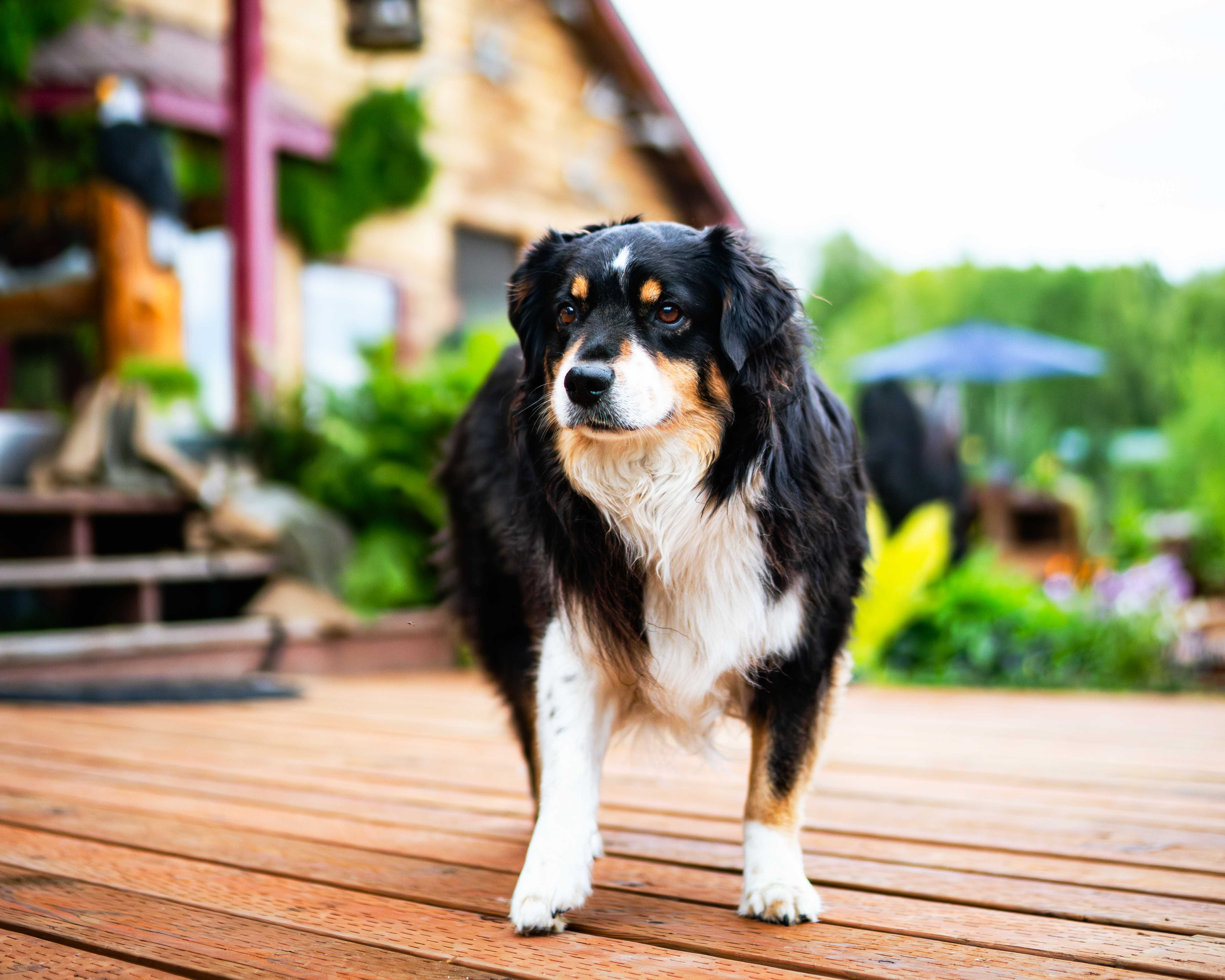 Mini Australian Shepherd looking off into the distance